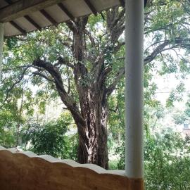 Kon Tree Shade, hotel in Dambulla