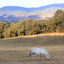 Yackandandah farm homestead, Hotel in Yackandandah