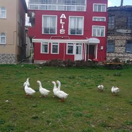 Ali's Pension ada alis, hotel in Egirdir