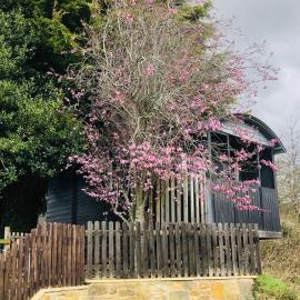 Cherry Tree Gypsy Wagon Sibford Gower