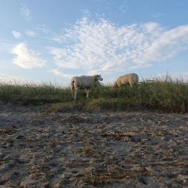 Erholung auf der Deichschäferei mit Deichblick