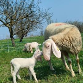 B&B Naturin - Vegan Eco Farm, hotel in Lauriano