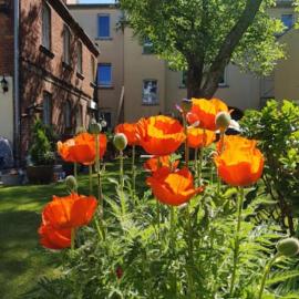Ruhiges Apartment im grünen Innenhof der Altstadt