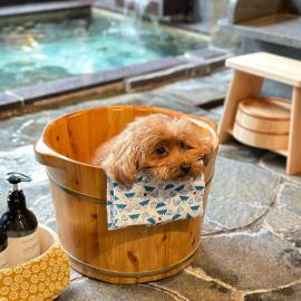 Doggy's Izujogasaki, hotell sihtkohas Ito