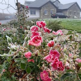 Killossy Lodge, hotel i Naas