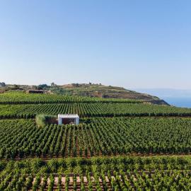 Tenuta di Castellaro Winery & Resort