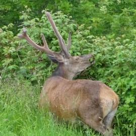 La coume du cerf