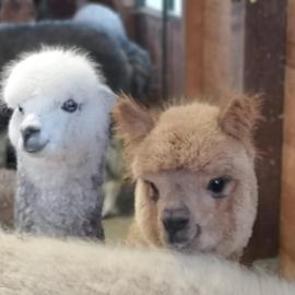 B&B Canossalpaca, khách sạn ở Canossa