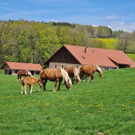 Gîte du cheval blanc