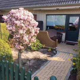 Haus-Strandhafer-Nr-3