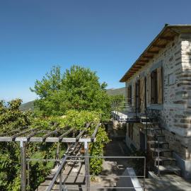House Gecko - Mount Pelion