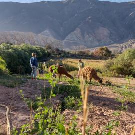 Dormir con llamas, hotel sa Maimará