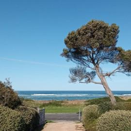 The Dunes - King Studio - 50m from Scamander Beach, hotel in Scamander