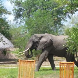 Africa Safari Selous Camping, khách sạn ở Kwangwazi