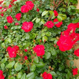 La maison des roses