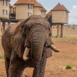 Salt Lick Safari Lodge, готель у місті Tsavo West National Park