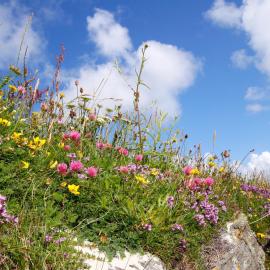 Meadow Cottage, hotel a Belmullet