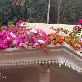 Moon moon Garden, hotel a Thamarassery