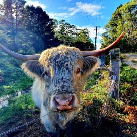 Wallabies, parrots, farm animals, hotel di St Helens