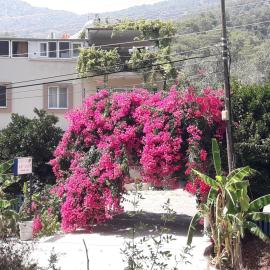 Rose Apart, hótel í Sarigerme