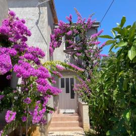 Apartments Flowers - by TA Leut Agency