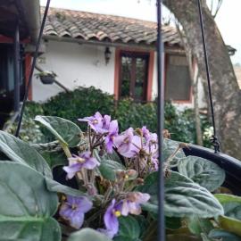 Coatepec में, होटल Hotel Boutique Casabella