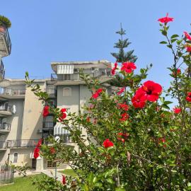 Savastano's Home