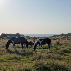 Chalet Vue Mer, terrasse, nature, poney à disposition, hotel i Dieppe