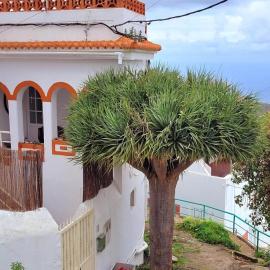 Acoran Family Ocean View Guest House With Daily Yoga Practice Included North Gran Canaria PRIVATE ROOM PET FRIENDLY