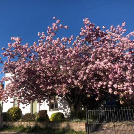Cherry Tree