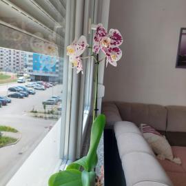 Apartman Andrea, hotel i Lukavica