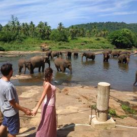 Peacock Village Pinnawala - Offer Alert! Elephant Welfare Program, hotel u gradu Pinnawala