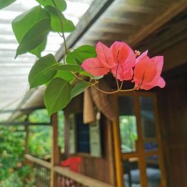 Lily's Stone Garden homestay, hotel en Ðak Lao
