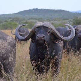 Bushwa Private Game Lodge