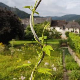 Monkey Factory - Mini Home-Stay Hostel, hotel u gradu 'Traben-Trarbach'