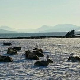 Warm and cozy cottage, Great location, hotel sa Kvaløya