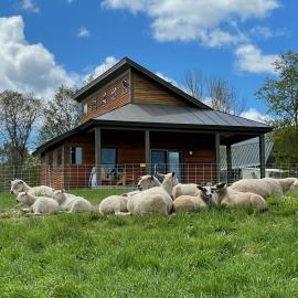 Fat Sheep Farm & Cabins