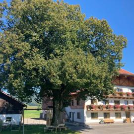 Biohof-Feichtinger, hotel en Zell am Moos