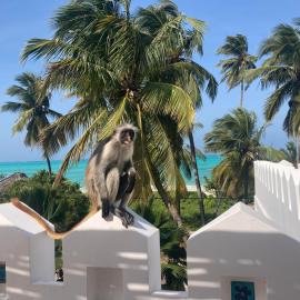 Kholle Villa