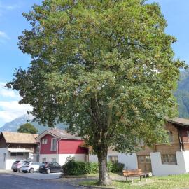 Apartment Tilia by Interhome, Hotel in Bönigen