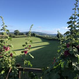 Betula Views