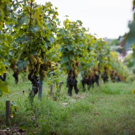 Gîte au milieu des vignes