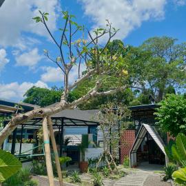 The Jungle Hostel Canggu