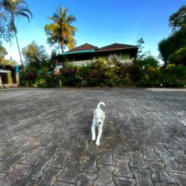 Choorimotte Homestay