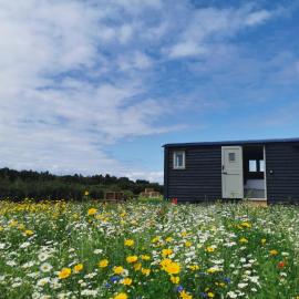 Barley Shepherd Hut - Snettisham Meadows, hotel in King's Lynn