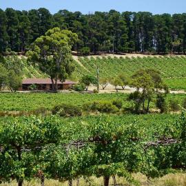 Picturesque Vineyard Farmhouse Nestled on 40-Acres