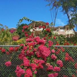 Tranquil Garden Hideaway, hotel in Ormeau
