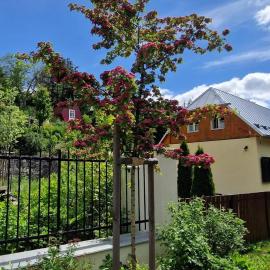 Banícky dom Siglisberg, hotel in Banská Štiavnica