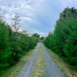 North Pine Forest Homestay บ้านไม้สนโฮมสเตย์, hotel in Ban Mae Pong