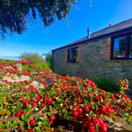 Polrunny Farm Elderberry Cottage with sea view